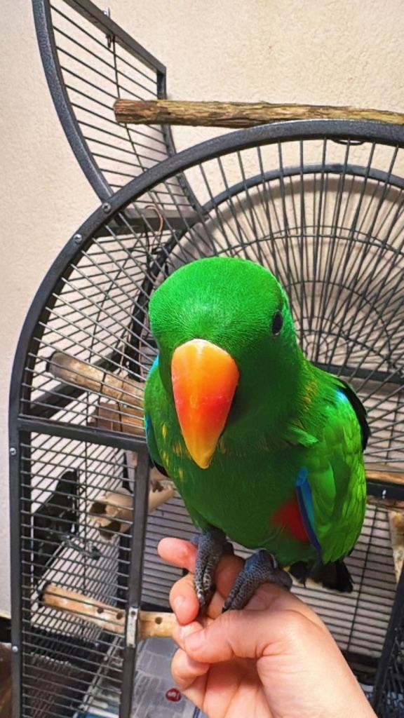 Edelpapegaai tam, Dieren en Toebehoren, Vogels | Parkieten en Papegaaien, Mannelijk, Papegaai, Geringd