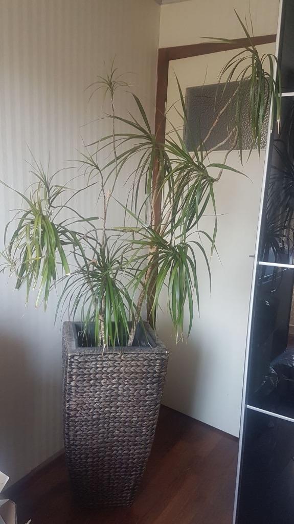 Hoge drakenbloedboom in robuuste waterhyacint plantenbak., Ophalen, Overige soorten, Halfschaduw, In pot