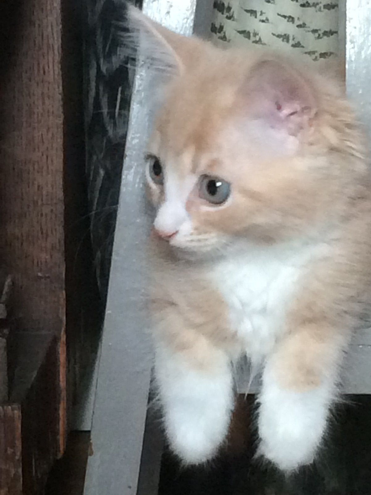 Gezocht maine coon kitten poesje per eind september, Poes