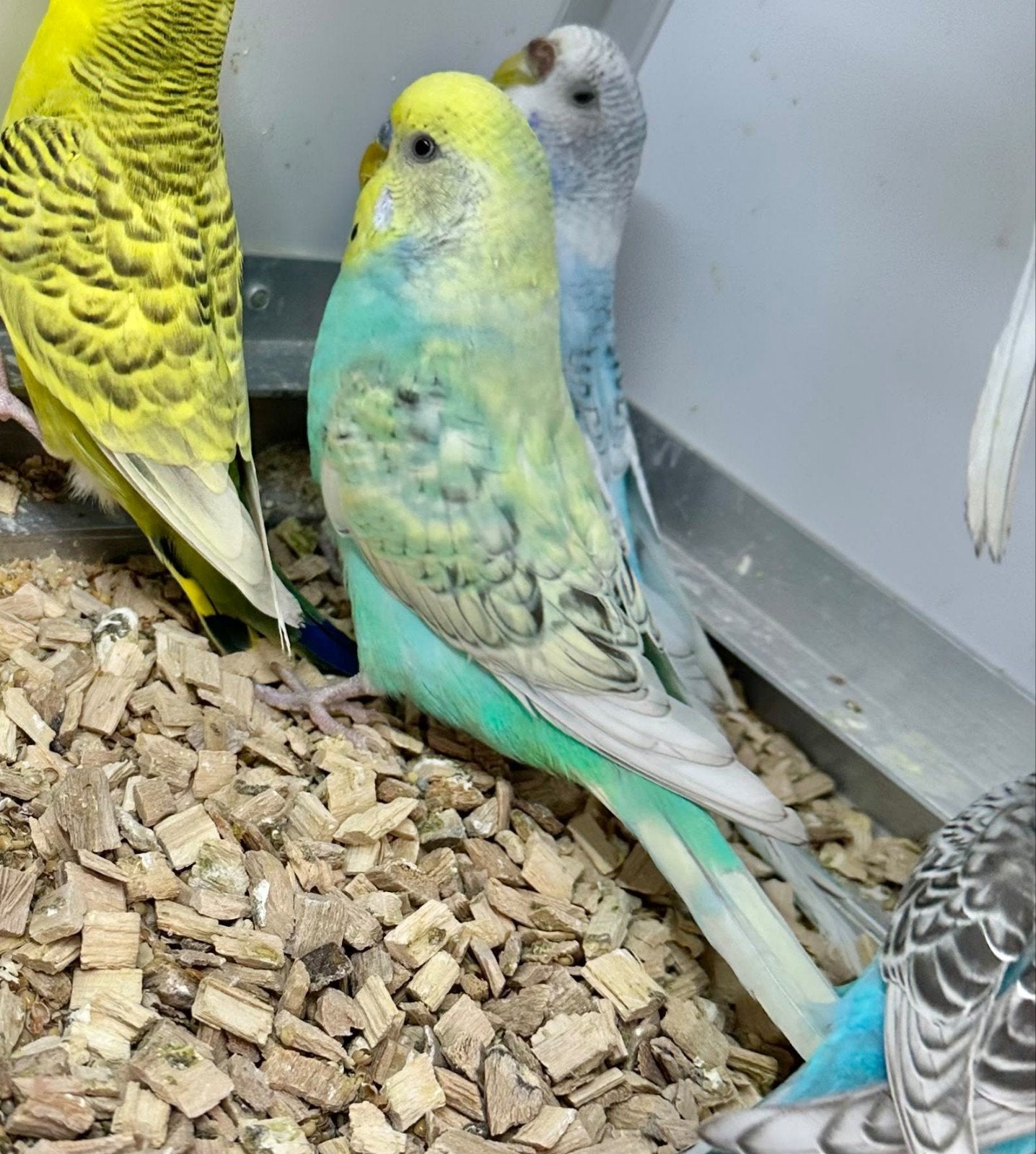 Opaline spangle grasparkieten koppel., Meerdere dieren, Parkiet