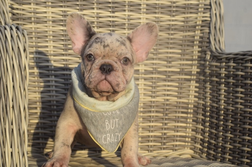 Franse bulldog pup, 15 weken tot 1 jaar, Reu, Buitenland, Bulldog