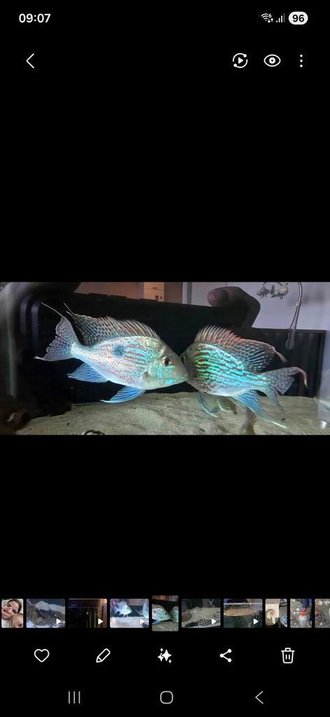Geophagus Sveni wildvang kweekgroep