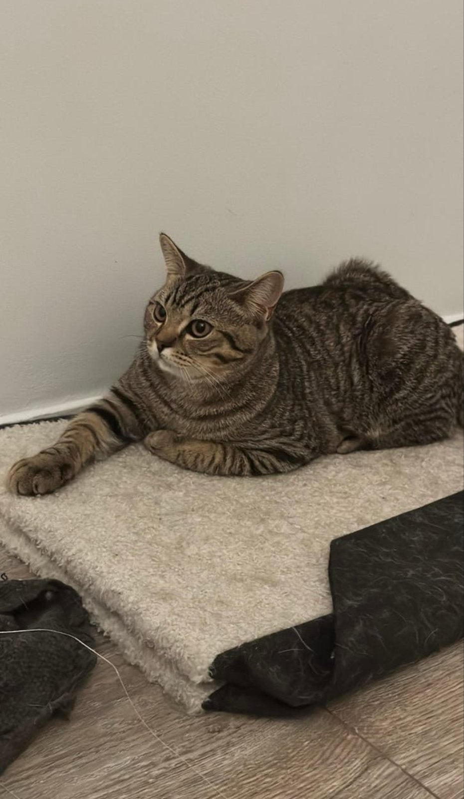 2 britse korthaar / katers te koop + gevaccineerd, Kater, Kortharig, 0 tot 2 jaar