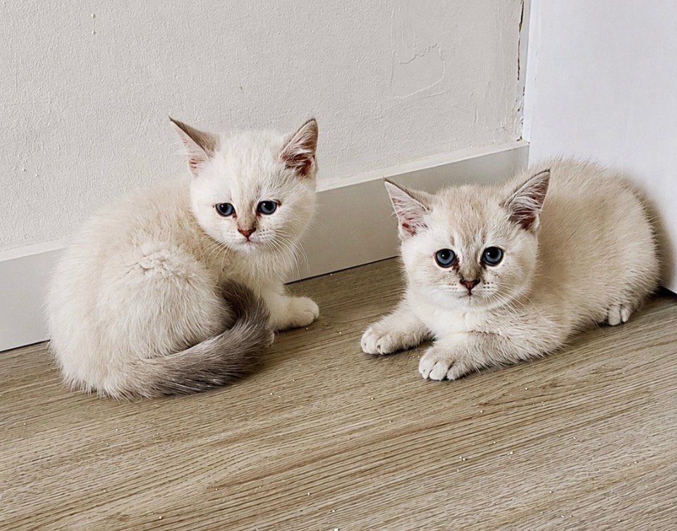 Britse korthaar kittens, Meerdere dieren, Ontwormd, 0 tot 2 jaar