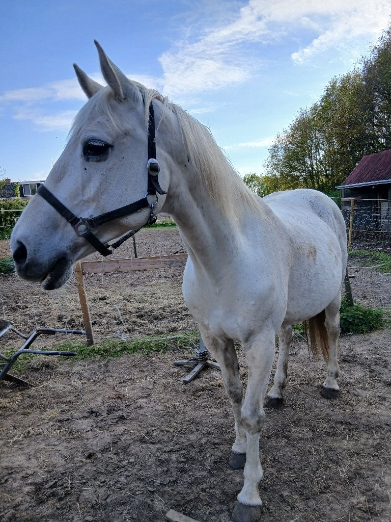 fokmerrie, Merrie