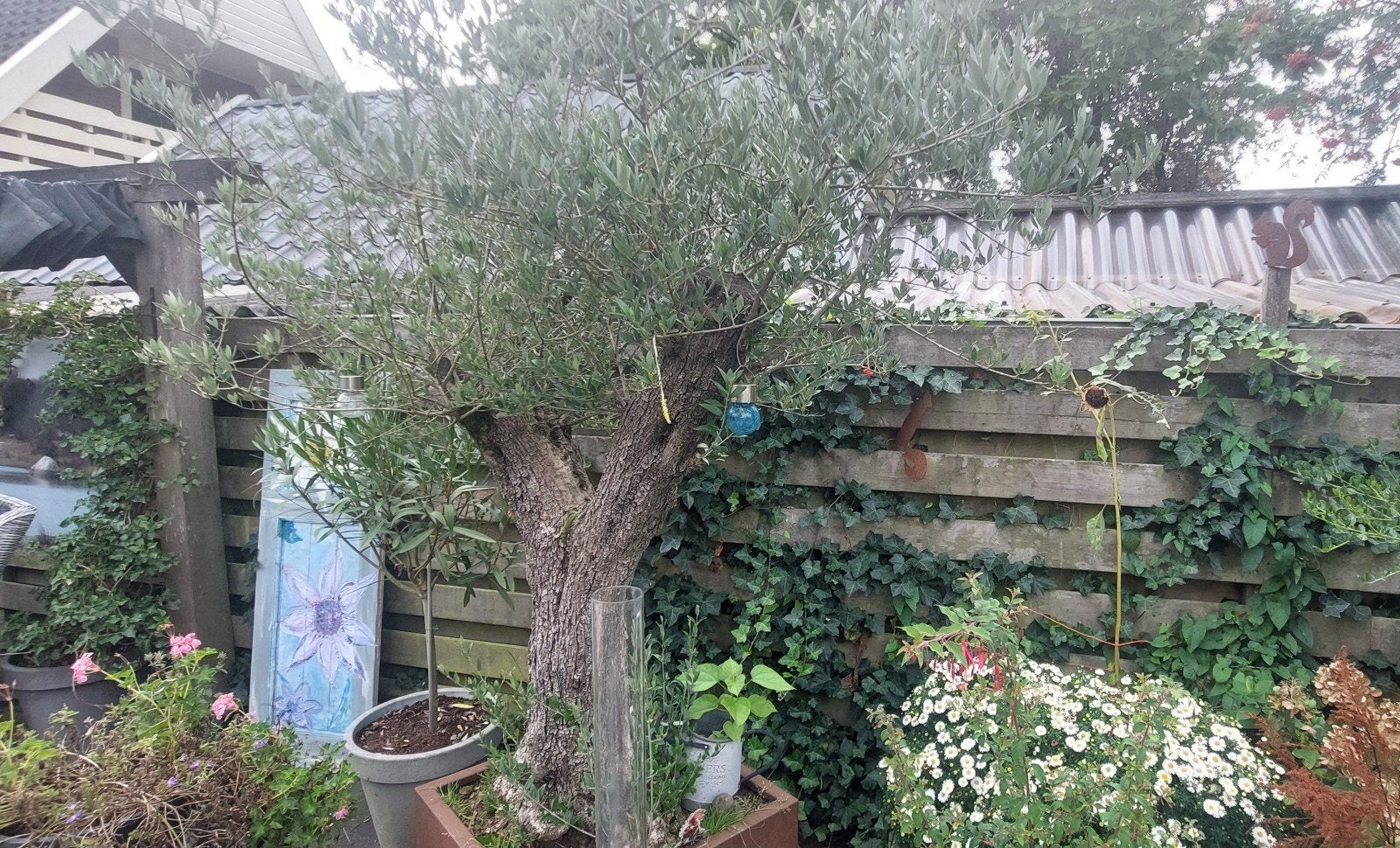 mooie oude olijfboom, Tuin en Terras, Ophalen, In pot, Olijfboom, 250 tot 400 cm