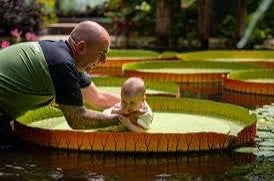 Blijdorp baby waterlelie fotoshoot 15 juli, Tickets en Kaartjes, Beurzen