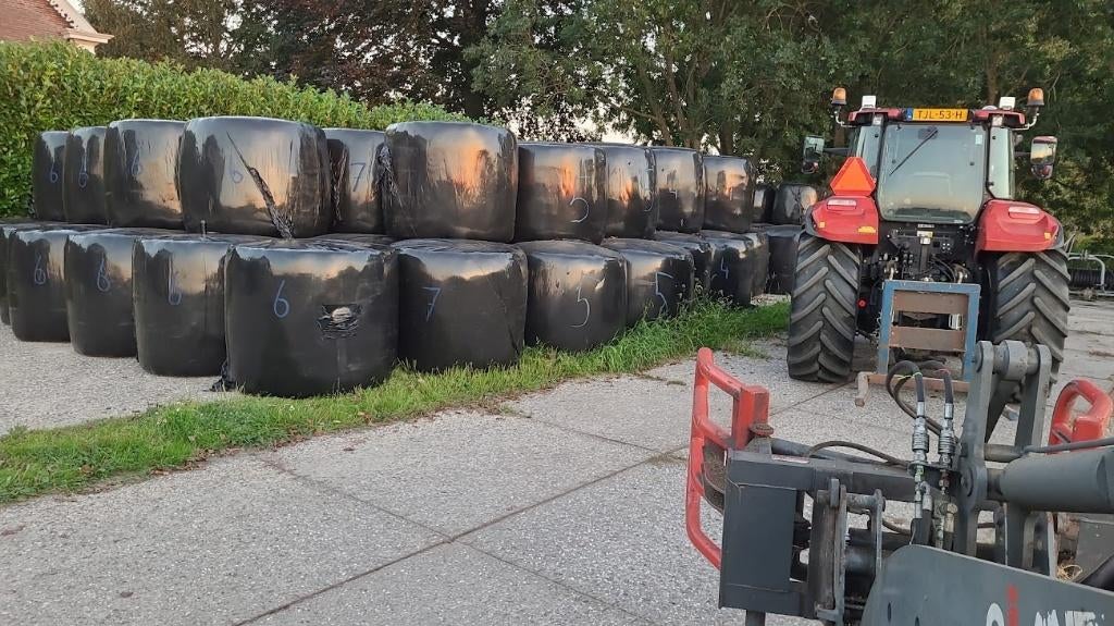 balen grasgewas, Mannelijk, Overige soorten