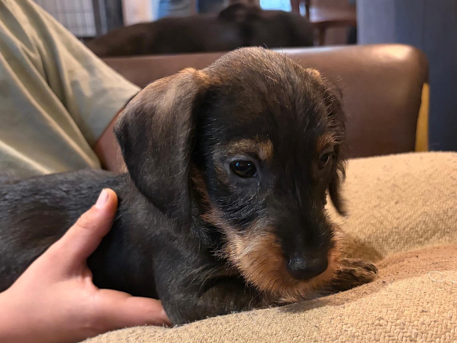 Ruwharige dwergteckel pups, Dieren en Toebehoren, CDV (hondenziekte), 8 tot 15 weken, Dwerg, Meerdere