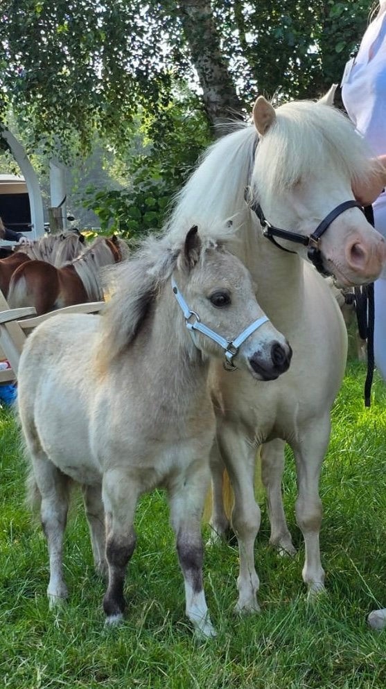 Prachtig, mooi en lief NSPS shetlander hengstveulen, Hengst, A pony (tot 1.17m), Gechipt, 0 tot 2 jaar