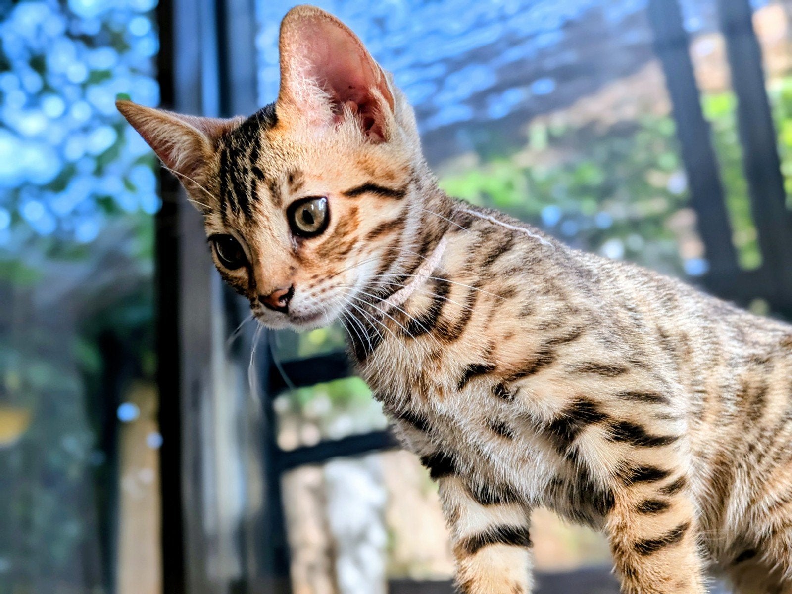 Superleuke Bengaalse kittens, Gechipt, 0 tot 2 jaar