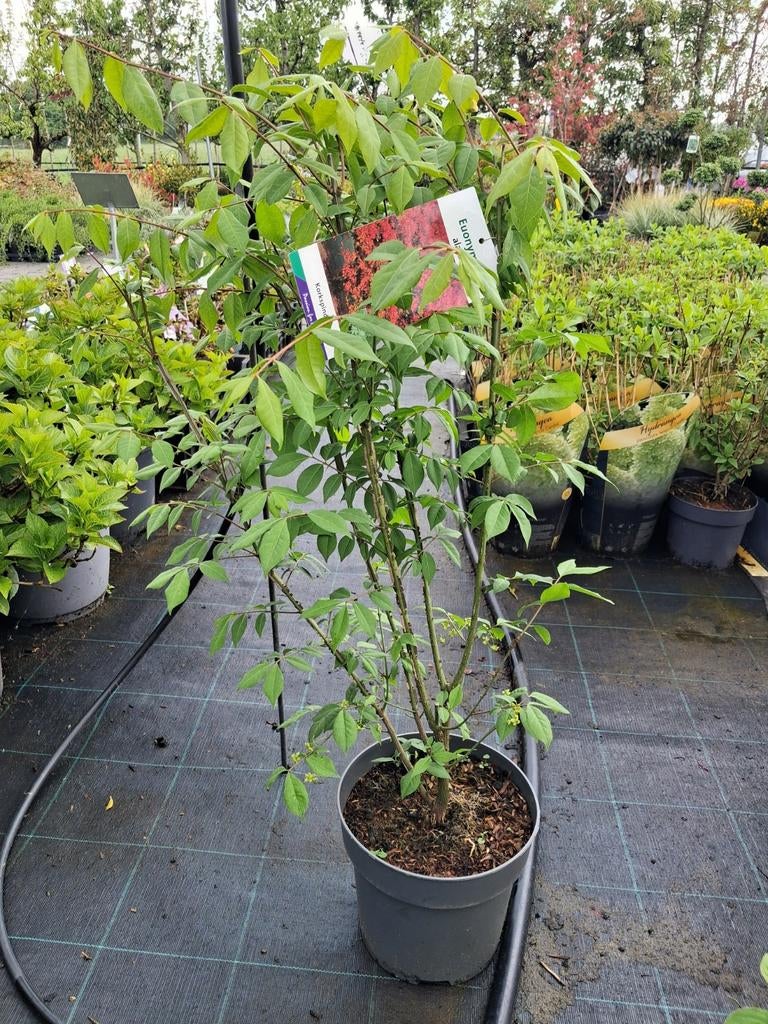 Euonymus alatus Kardinaalsmuts prachtige najaarsverkleuring, Overige soorten, Vaste plant, Ophalen of Verzenden, Halfschaduw