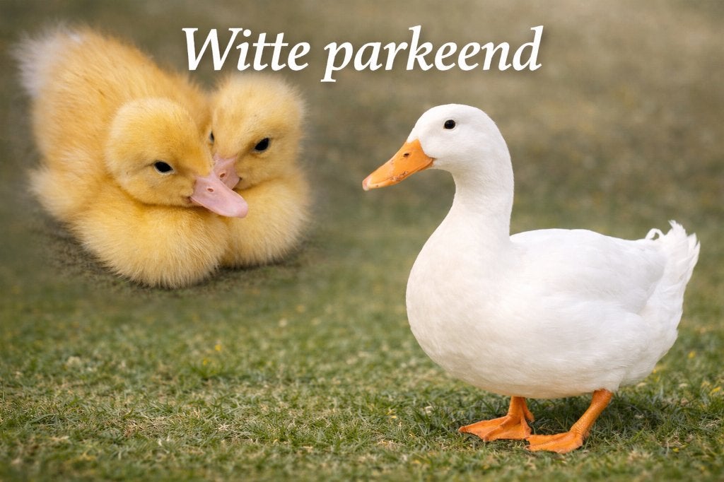 Witte Eenden broedeieren- Peking Eend -  Bevruchte Eieren, Dieren en Toebehoren, Geslacht onbekend, Eend