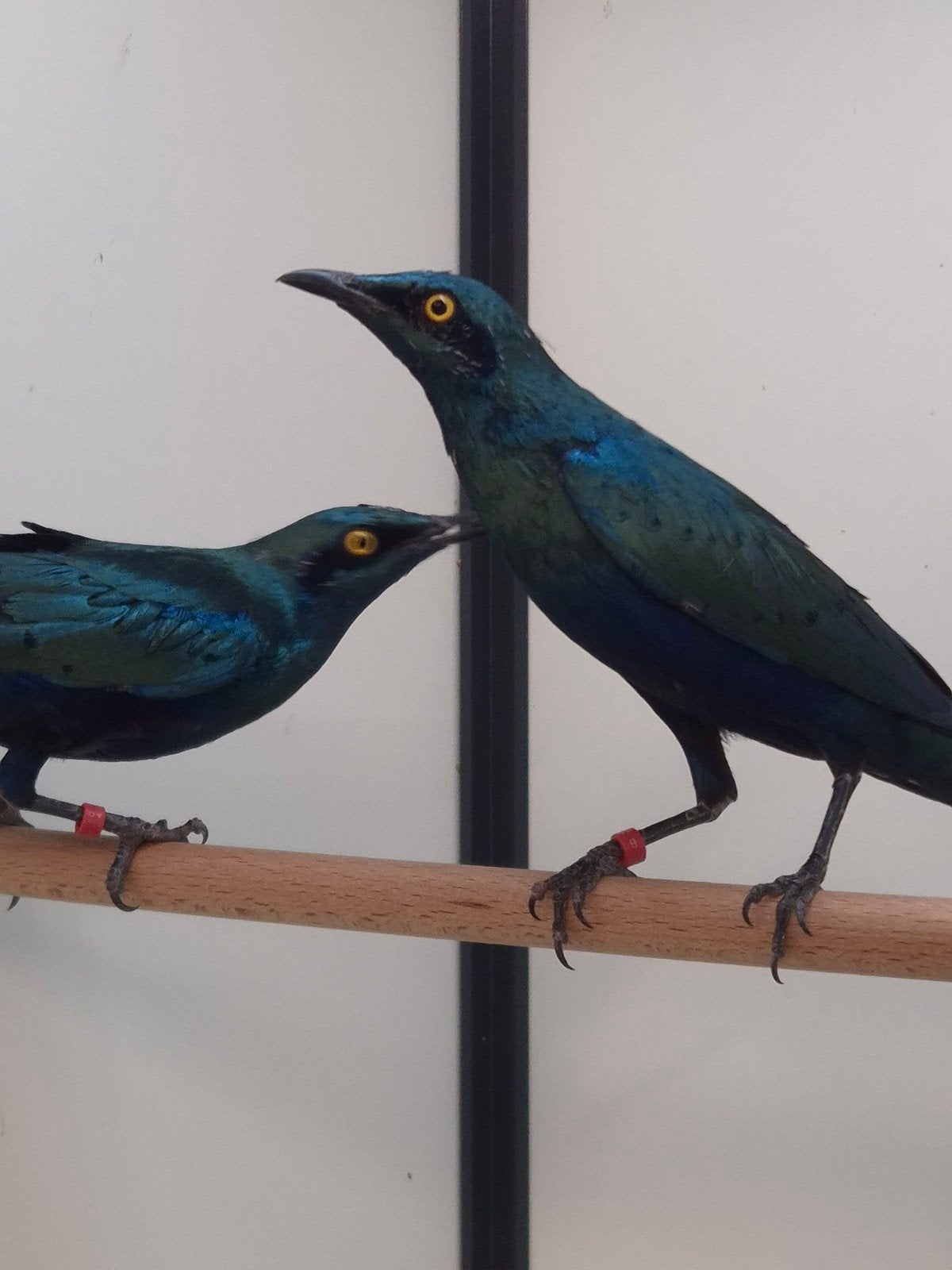 1-1 Blauwoor glansspreeuwen met dna, Dieren en Toebehoren, Meerdere dieren, Tropenvogel, Geringd