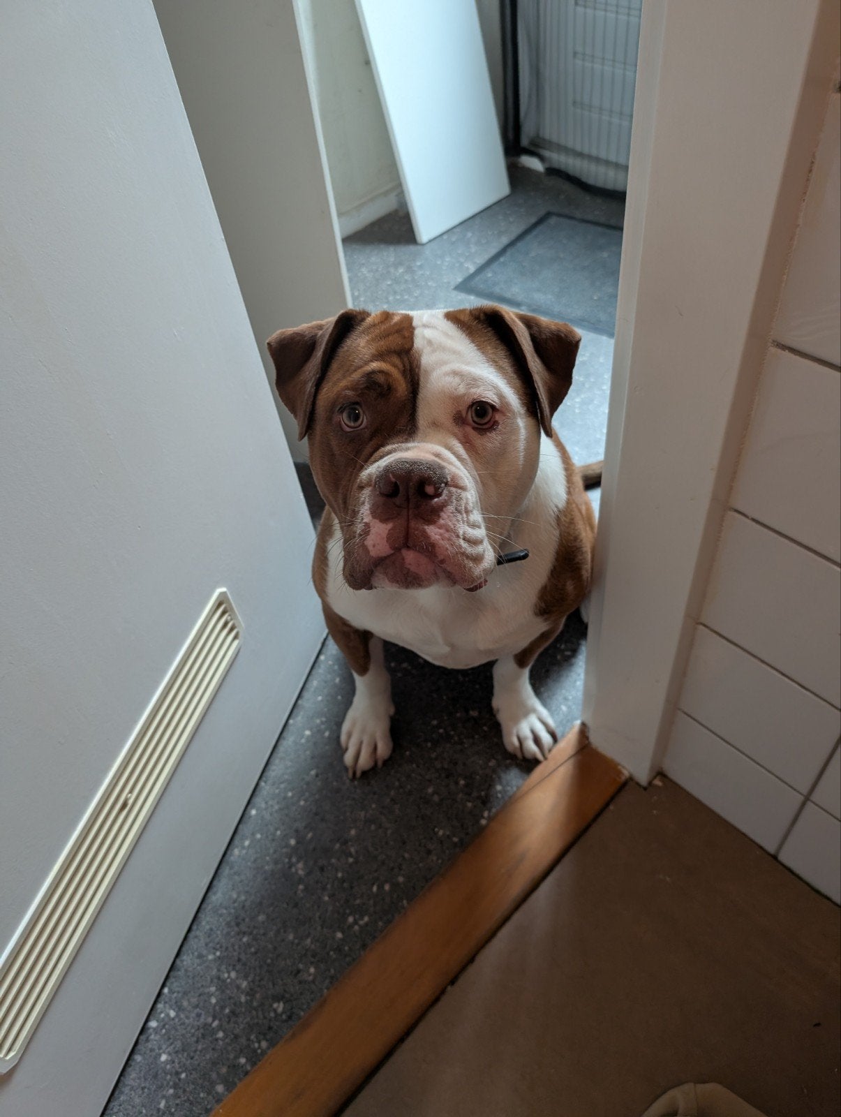 Old english bulldog teef, 1 tot 2 jaar, Teef, Bulldog, Eén hond