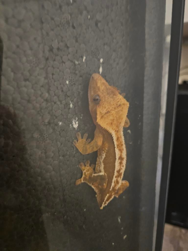 Wimper gekko vrouw Crested Gecko - female for sale from Rianne.b