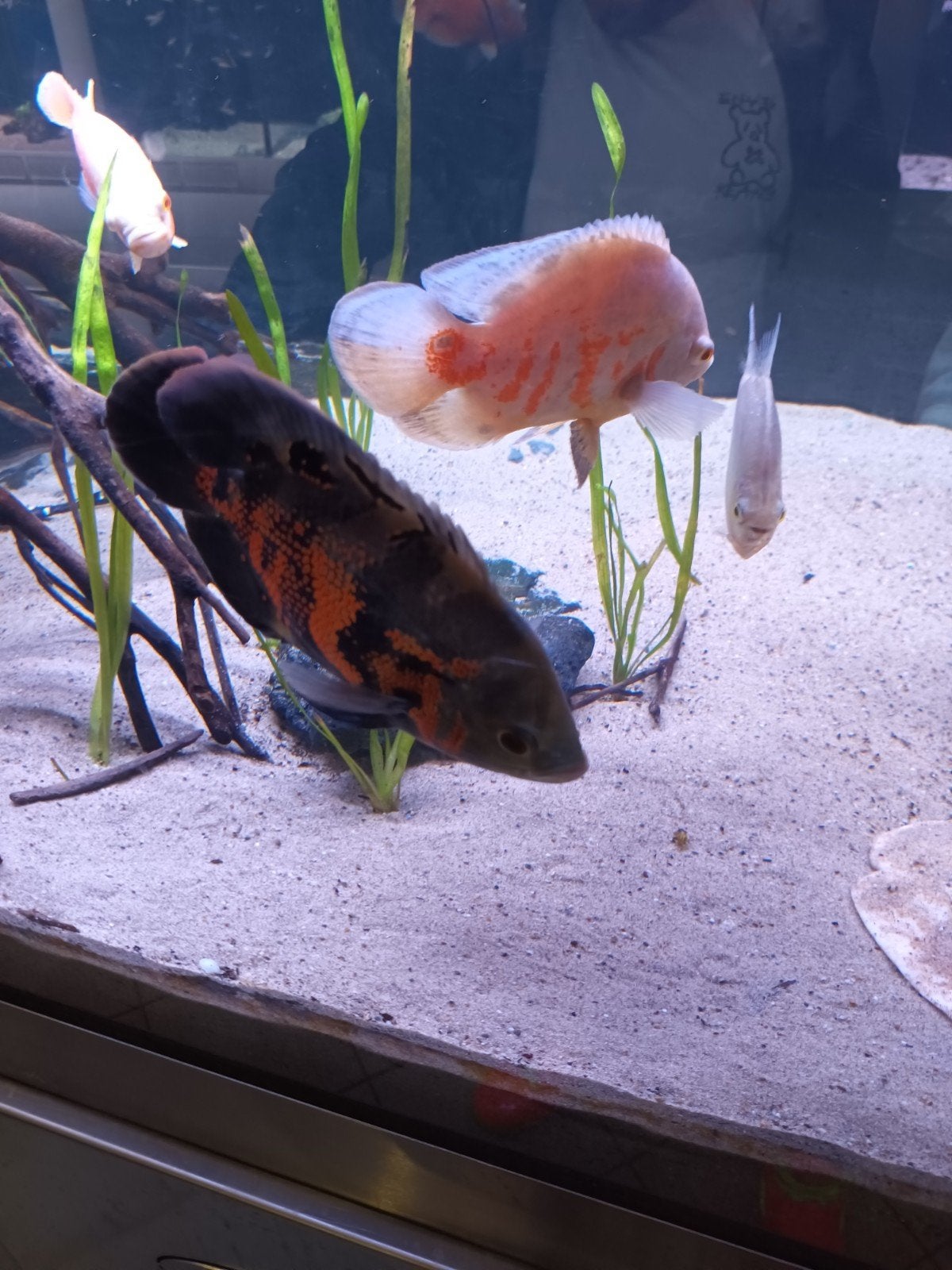 YIN-YANG Oscars pauwogen (Astronotus ocellatus), Vis, Zoetwatervis