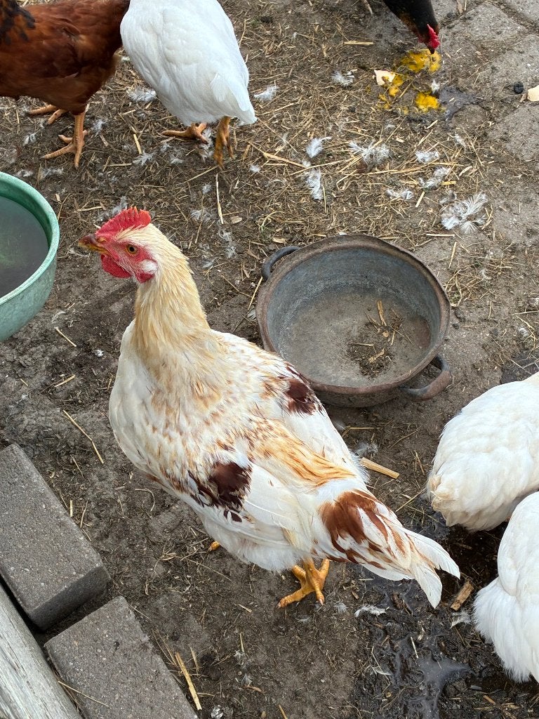 Te koop haan voor Legkippen, Mannelijk, Kip