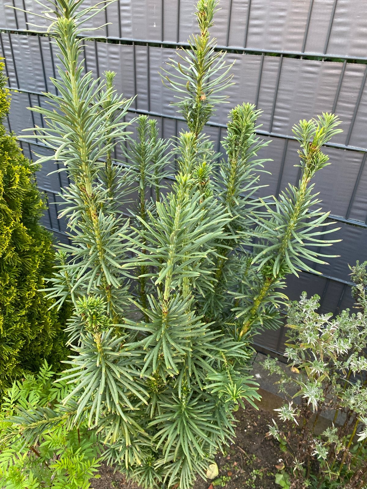Kop Taxus struik - Ideaal voor haag of solitaire aanplant, Ophalen, Taxus, Struik, 100 tot 250 cm