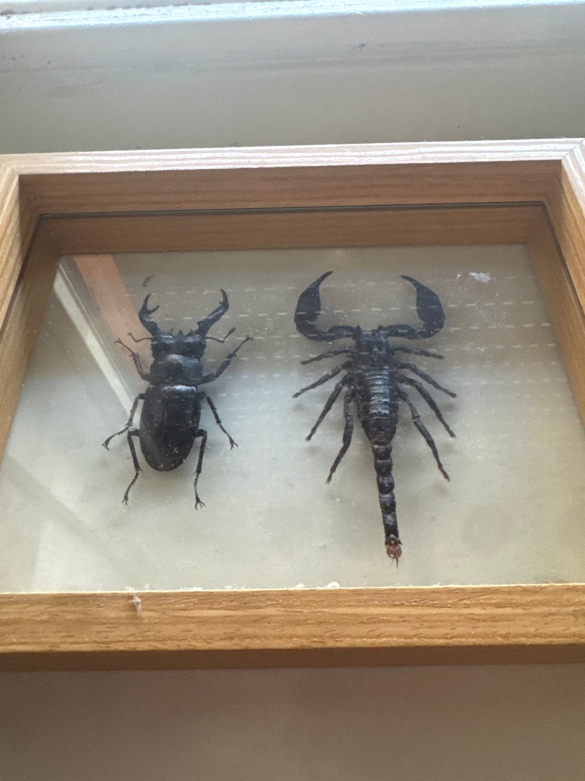 Ingelegde schorpioen en kever in lijst, Ophalen of Verzenden, Gebruikt, Insect, Opgezet dier