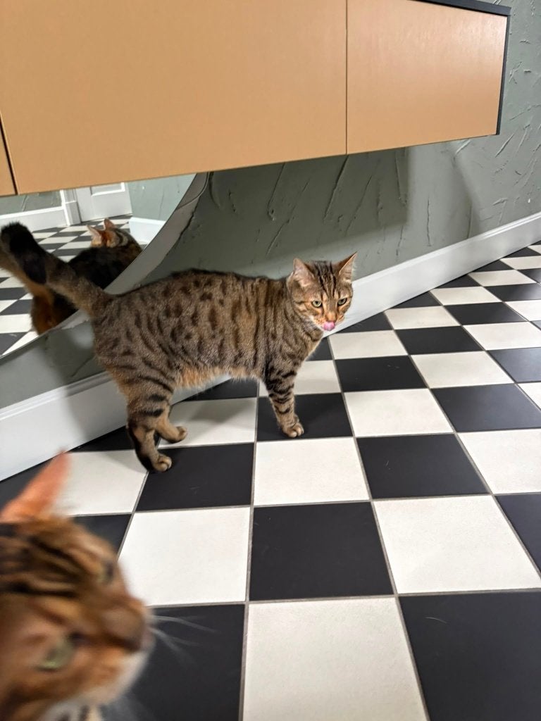 Nieuw baasje gezocht voor Kater Max, Dieren en Toebehoren, Kater, Langharig, 3 tot 5 jaar