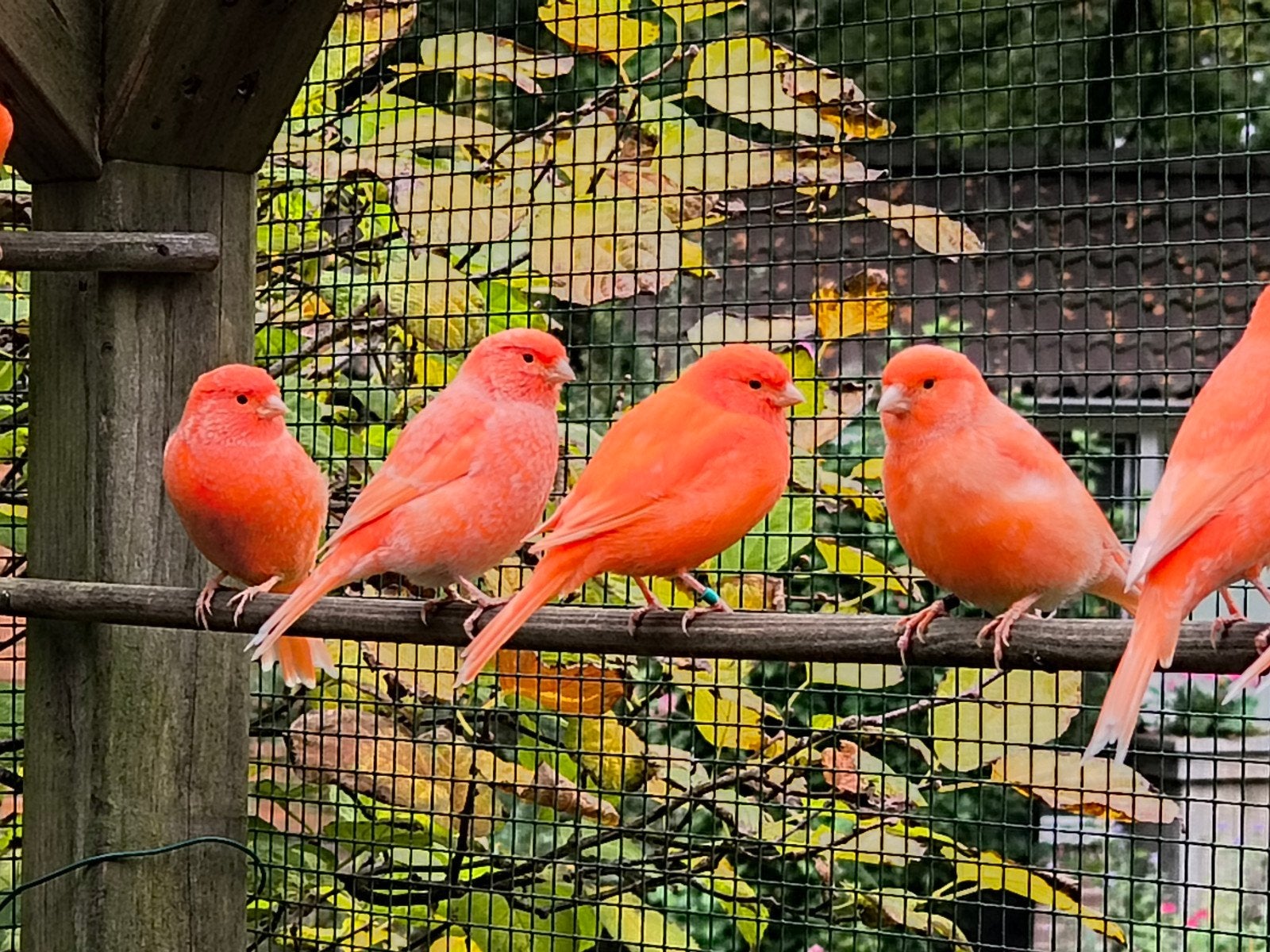 kanaries, Meerdere dieren, Kleurkanarie