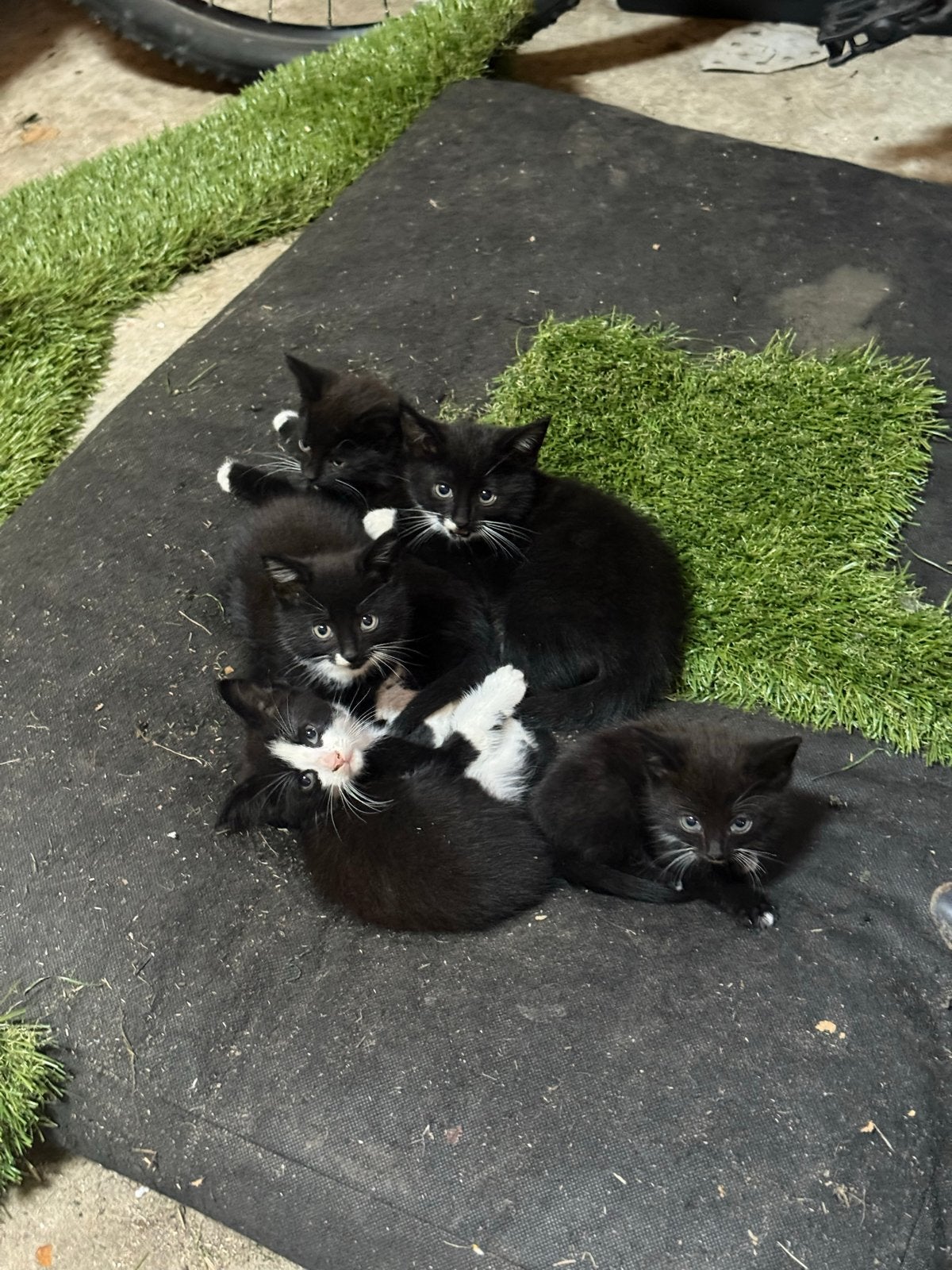 Boerderij kittens, Dieren en Toebehoren, Geslacht onbekend, 0 tot 2 jaar