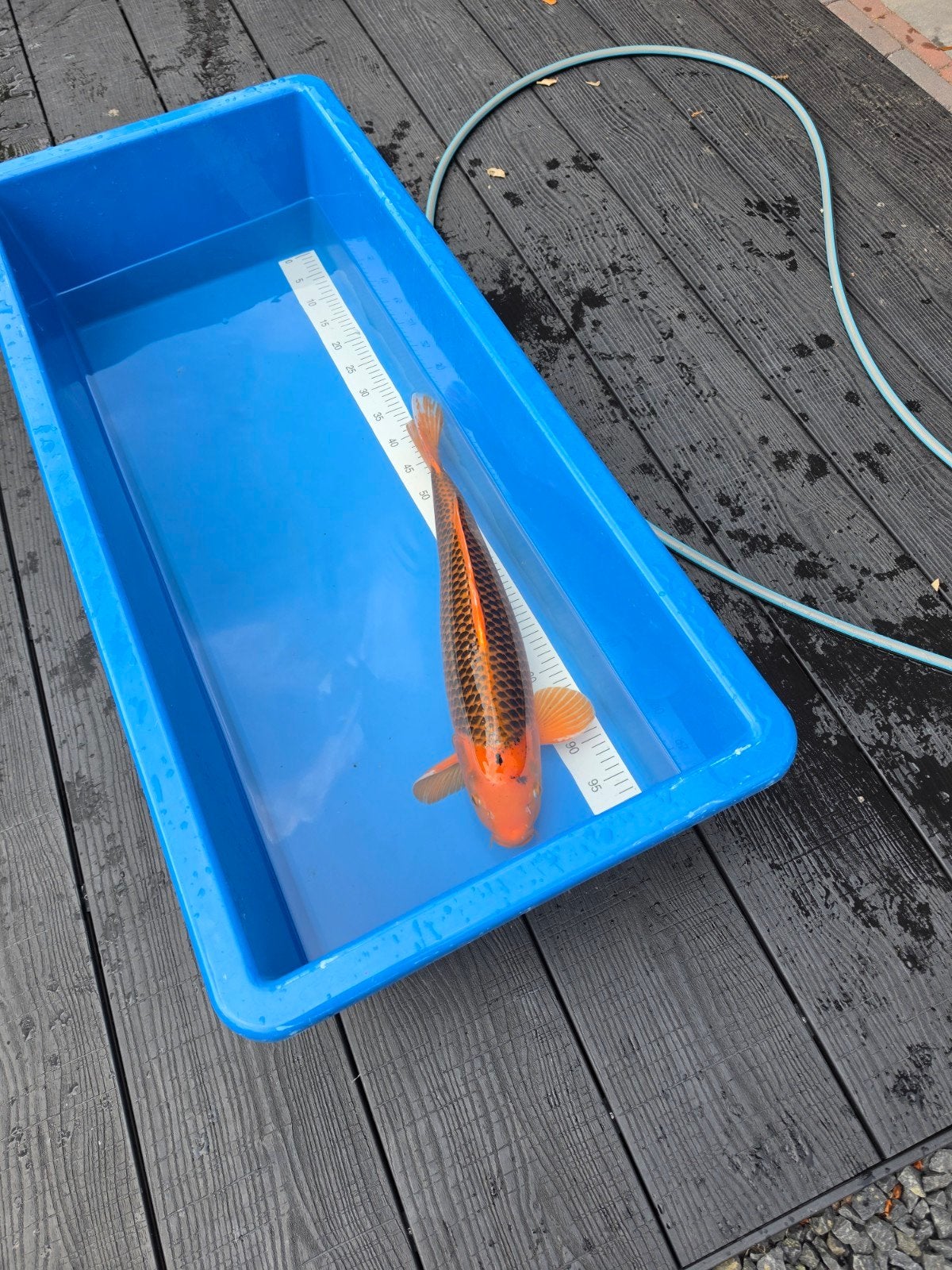 Mooie aka matsuba, Karper of Koi