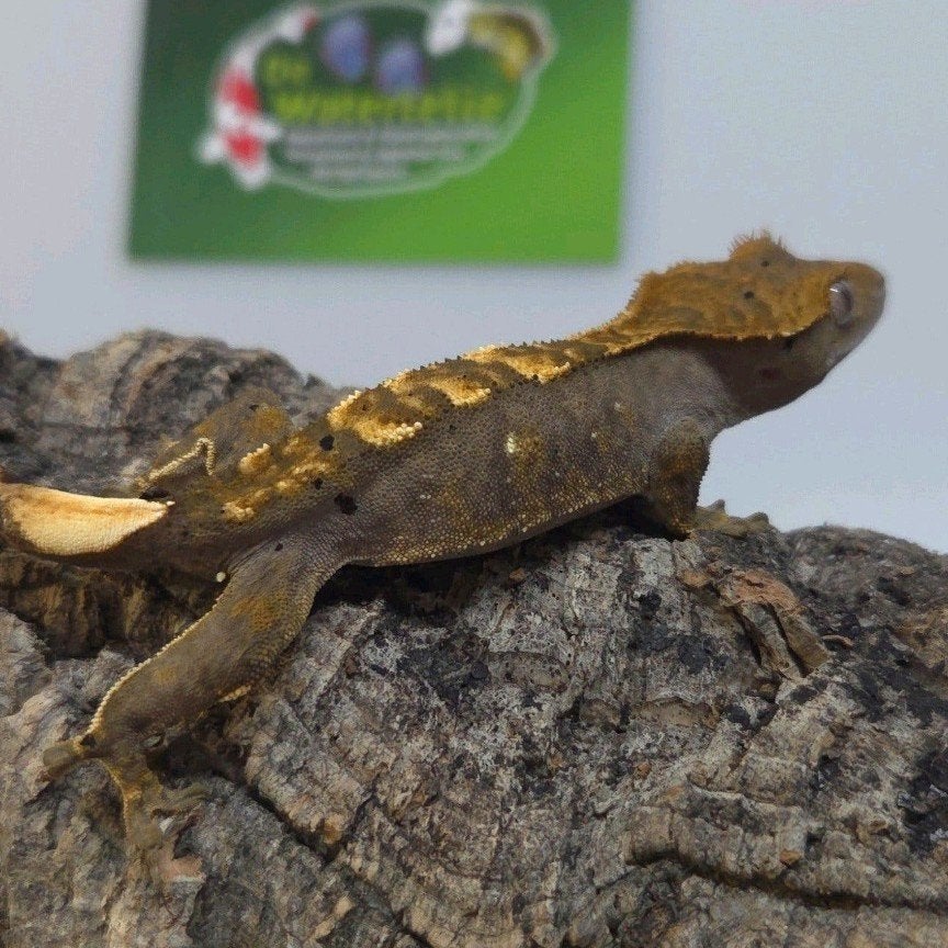 Wimpergekko 25% Korting Crested Gecko photo 3