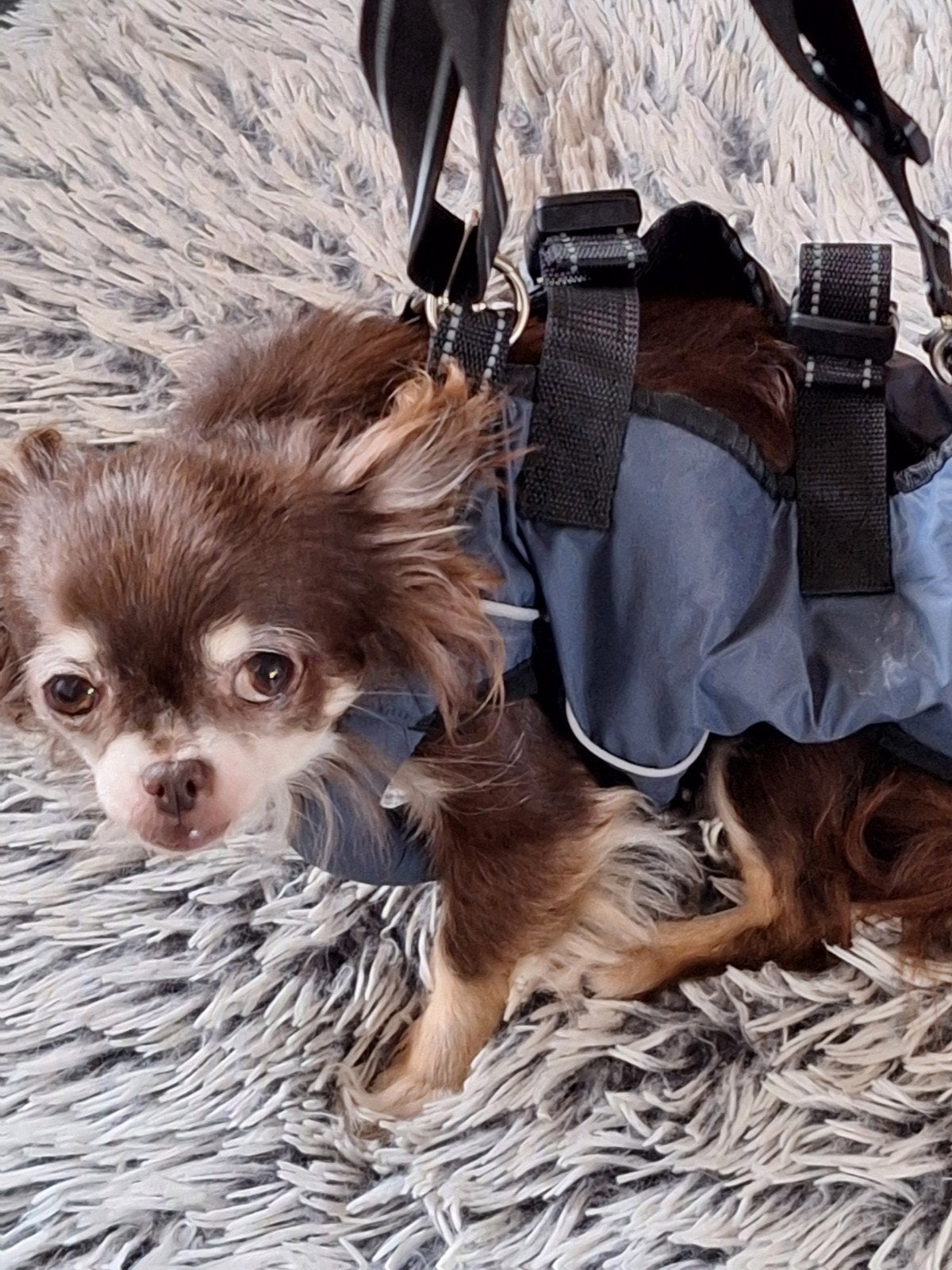 honden hesje riem, Ademend, S, Nieuw, Ophalen of Verzenden