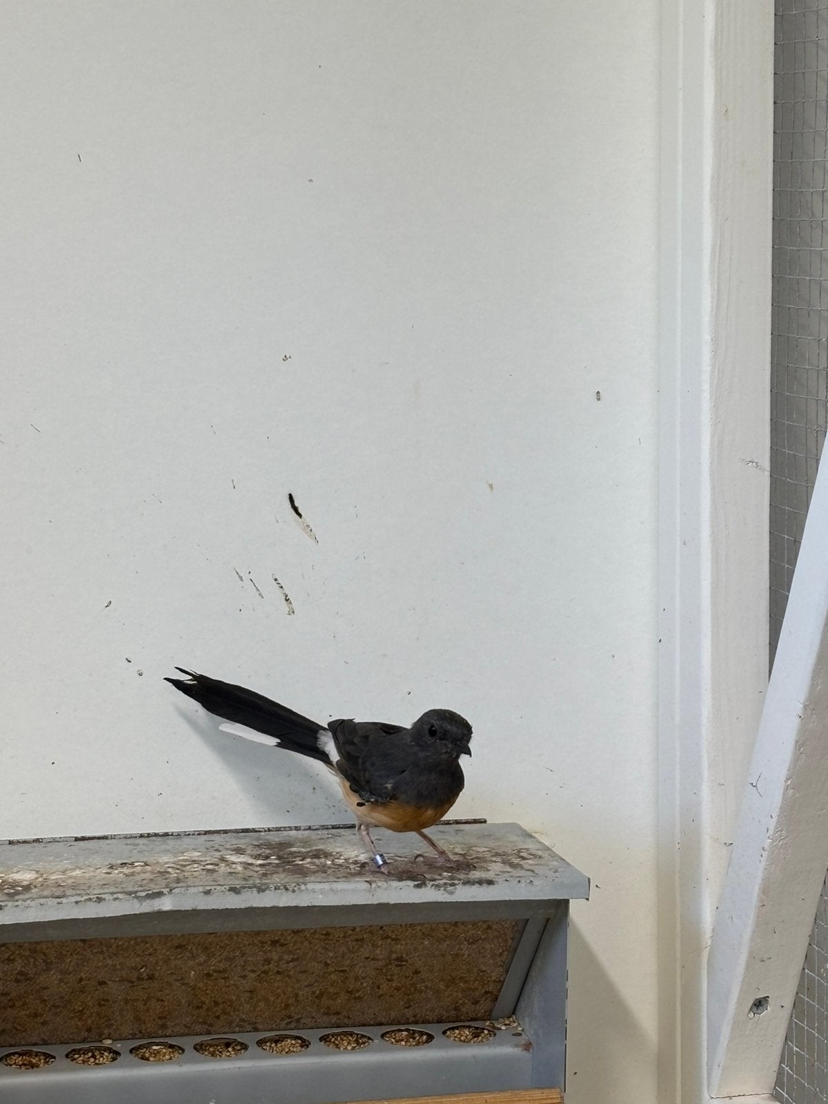 Schamalijster, Dieren en Toebehoren, Vrouwelijk, Tropenvogel, Geringd