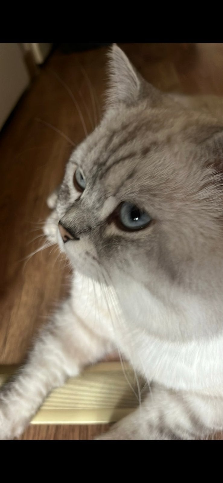 Kater voor dekking, Dieren en Toebehoren, Kater