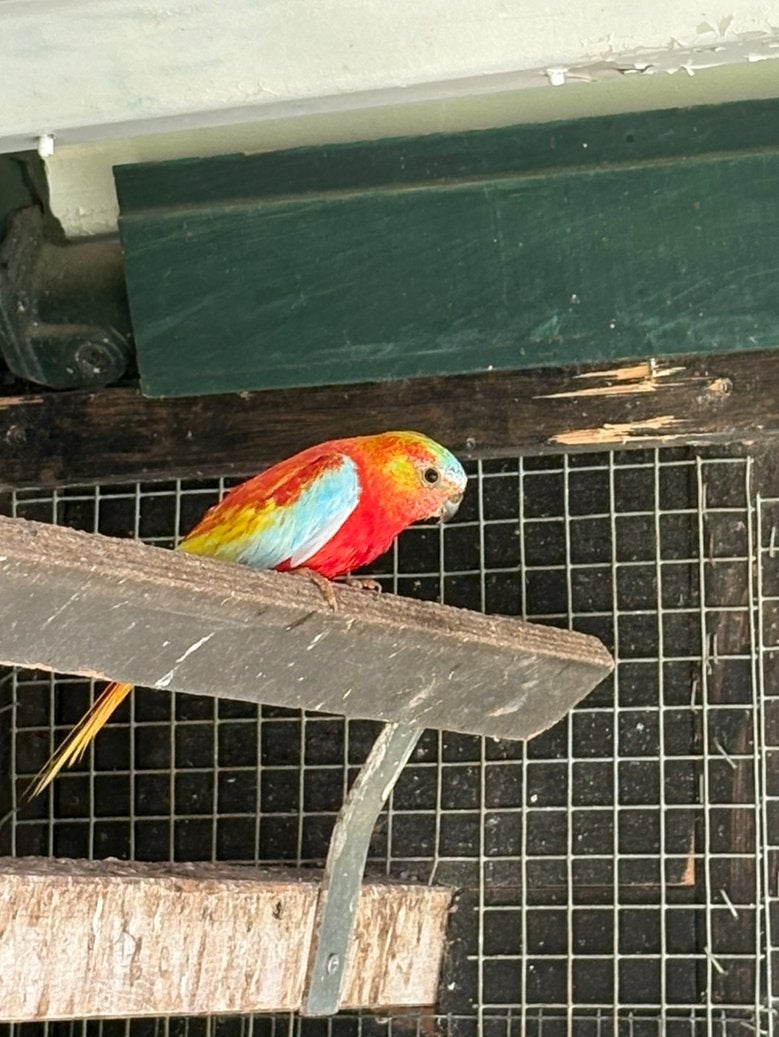 Overjarige Opaline Turqoisine parkiet roodbuik man, Mannelijk, Parkiet, Geringd