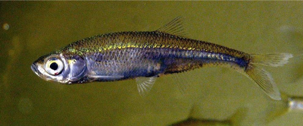 Vetje  - Leucaspius delineatus - Koidream Valburg, Dieren en Toebehoren, Overige soorten
