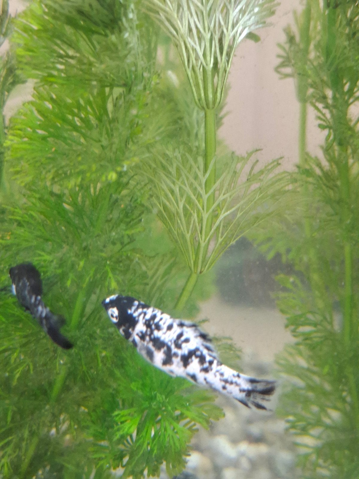 hoogvin karpers Dalmatie, zwaarddragers en endler guppen, Vis