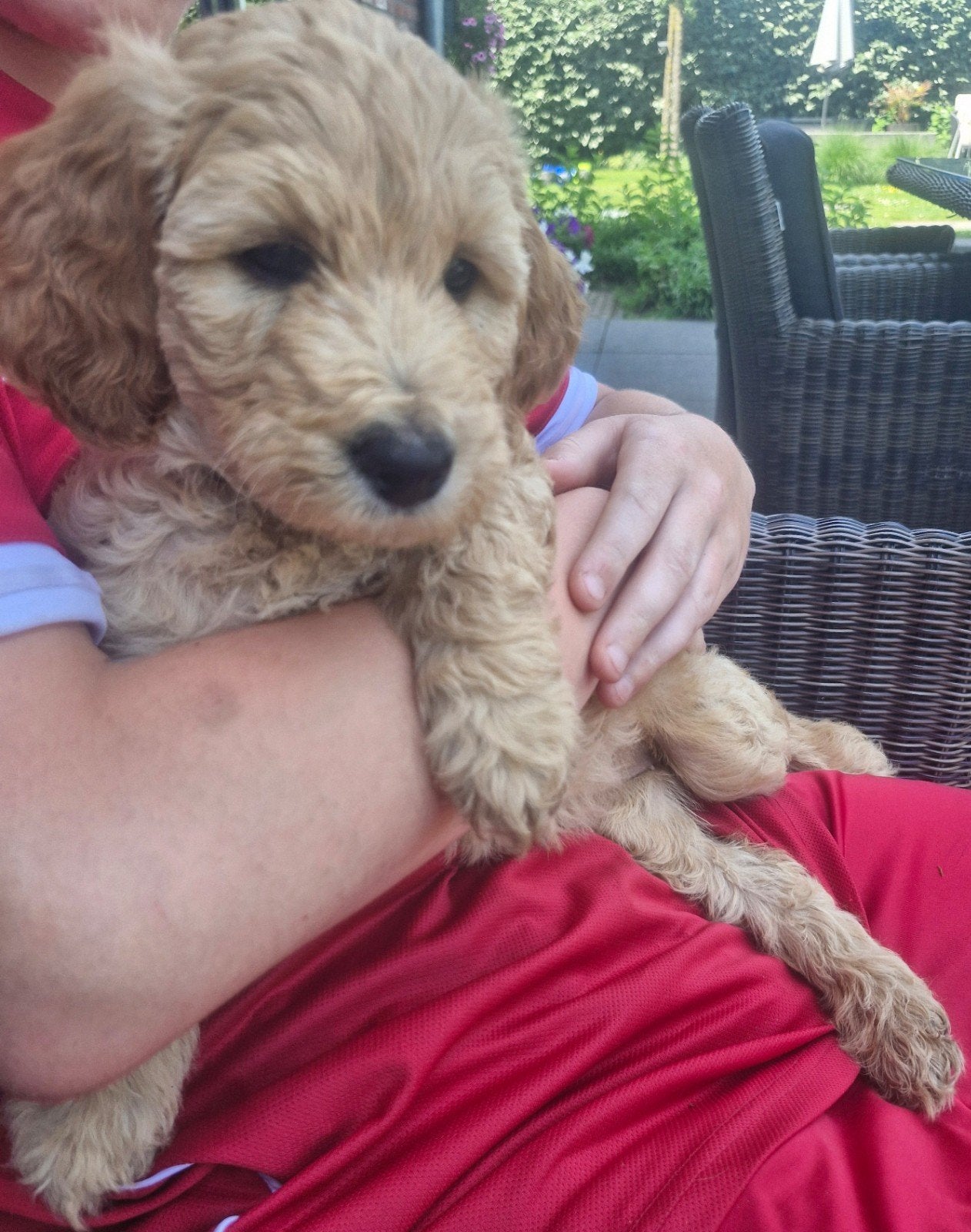 Prachtige labradoodle pups, Dieren en Toebehoren, Honden | Retrievers, Spaniëls en Waterhonden, Parvo, Overige rassen, 8 tot 15 weken