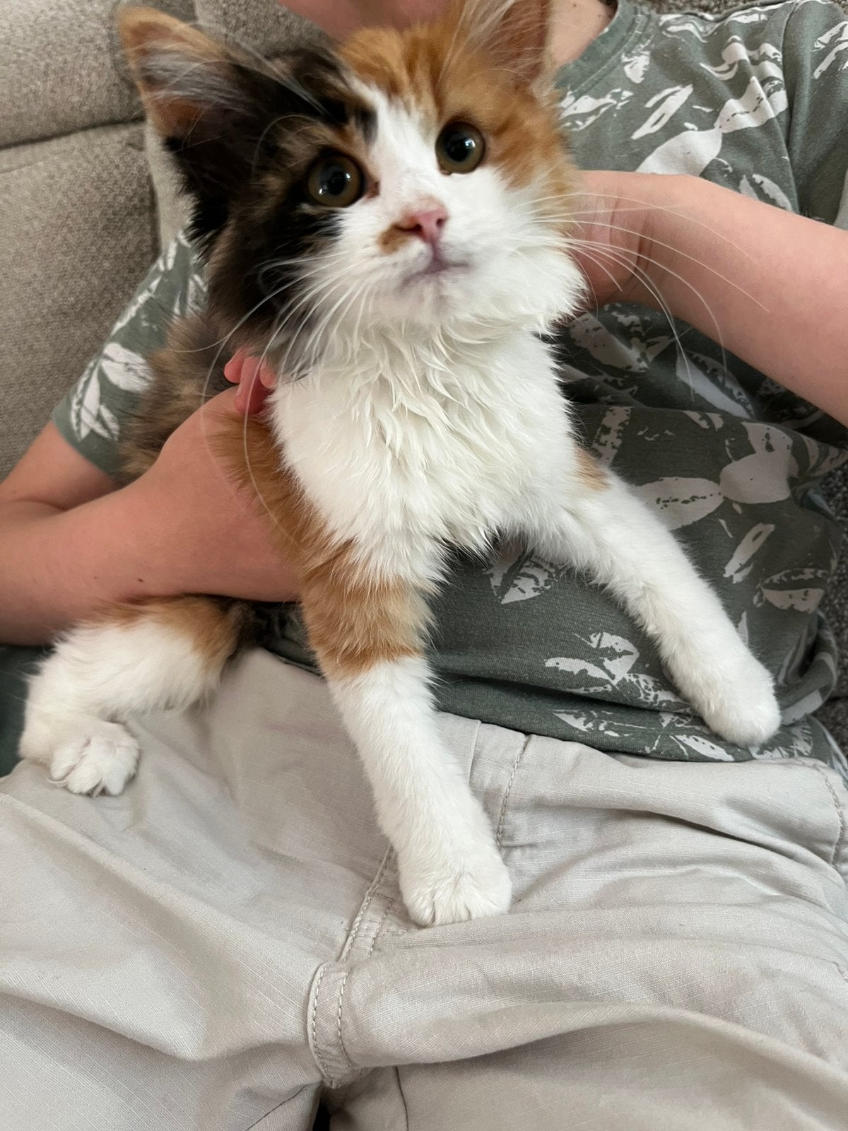 2 Maincoon kittens kater en poesje, Poes, Ontwormd, 0 tot 2 jaar