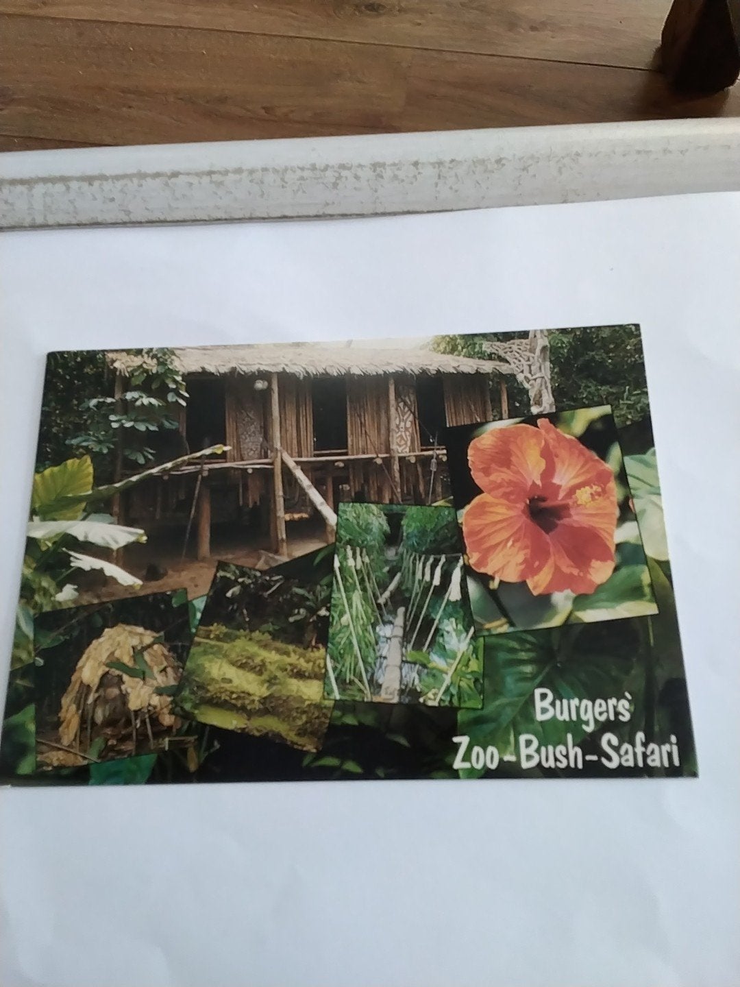 Ansichtkaart Burgers' Zoo Bush Safari Arnhem Holland, Ophalen of Verzenden