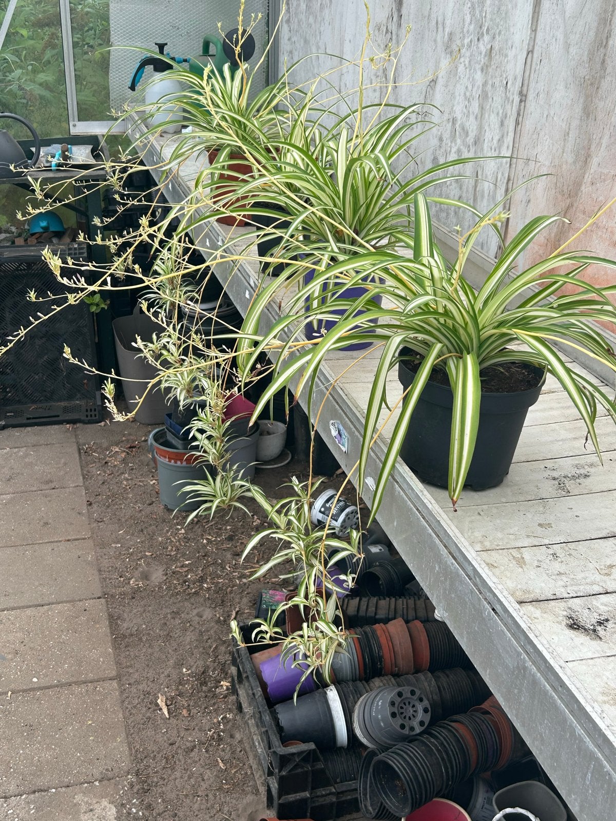 Mooie grote graslelies met stekken en bloemen, Tuin en Terras, Planten | Tuinplanten, Overige soorten, Vaste plant, Ophalen of Verzenden