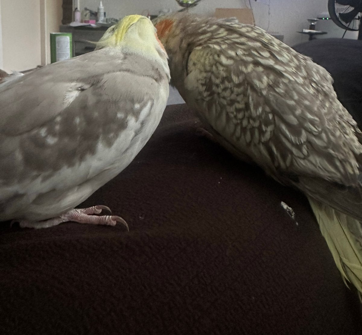 Gezocht: valkparkieten popen voor onze 2 mannen, Dieren en Toebehoren, Vogels | Parkieten en Papegaaien, Mannelijk, Parkiet, Tam