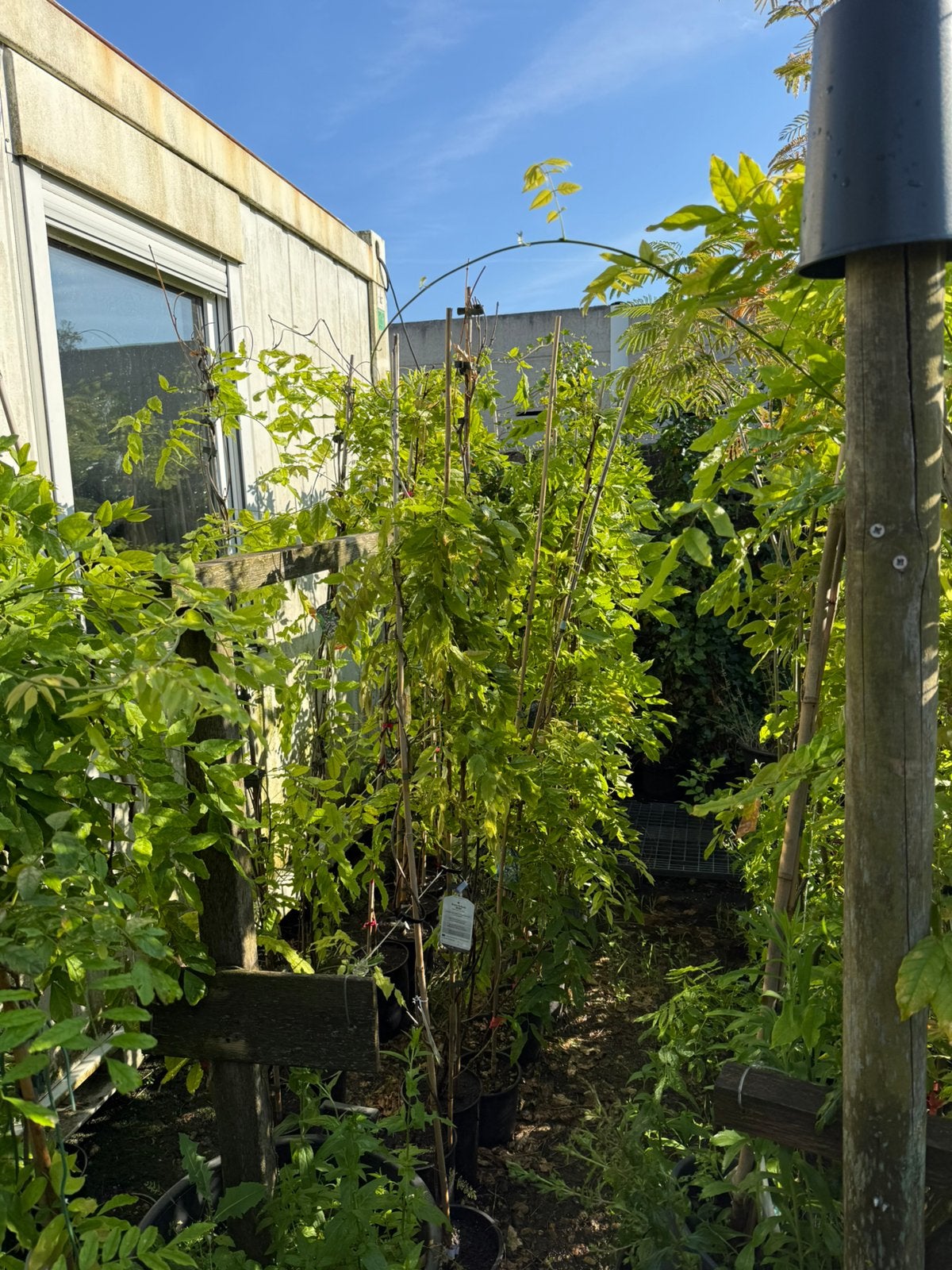 Blauwe regens of wisteria div maten en soorten gestekt, Ophalen, Vaste plant, Halfschaduw, Klimplanten