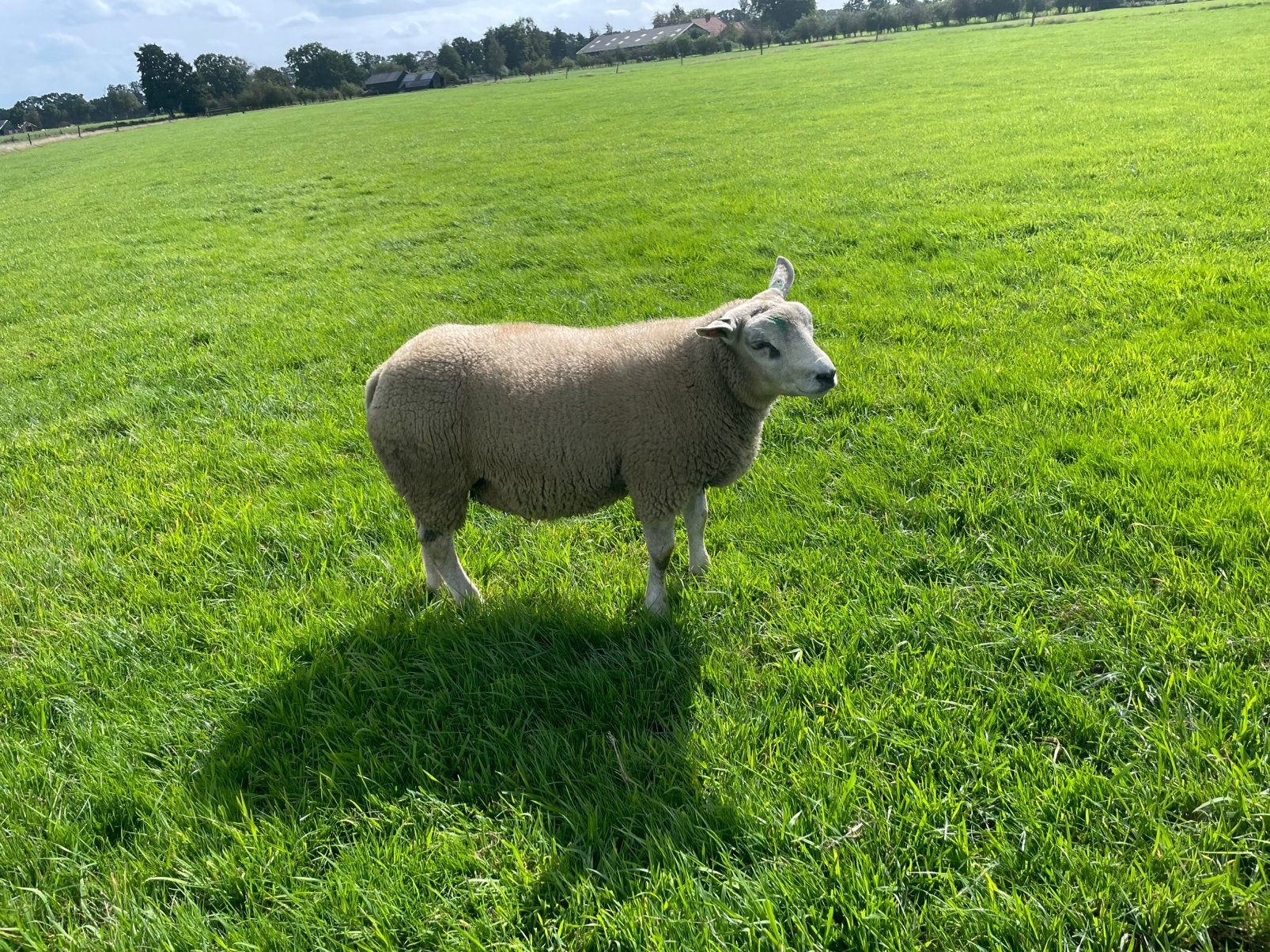 Texelaar dekrammen, Mannelijk, Schaap