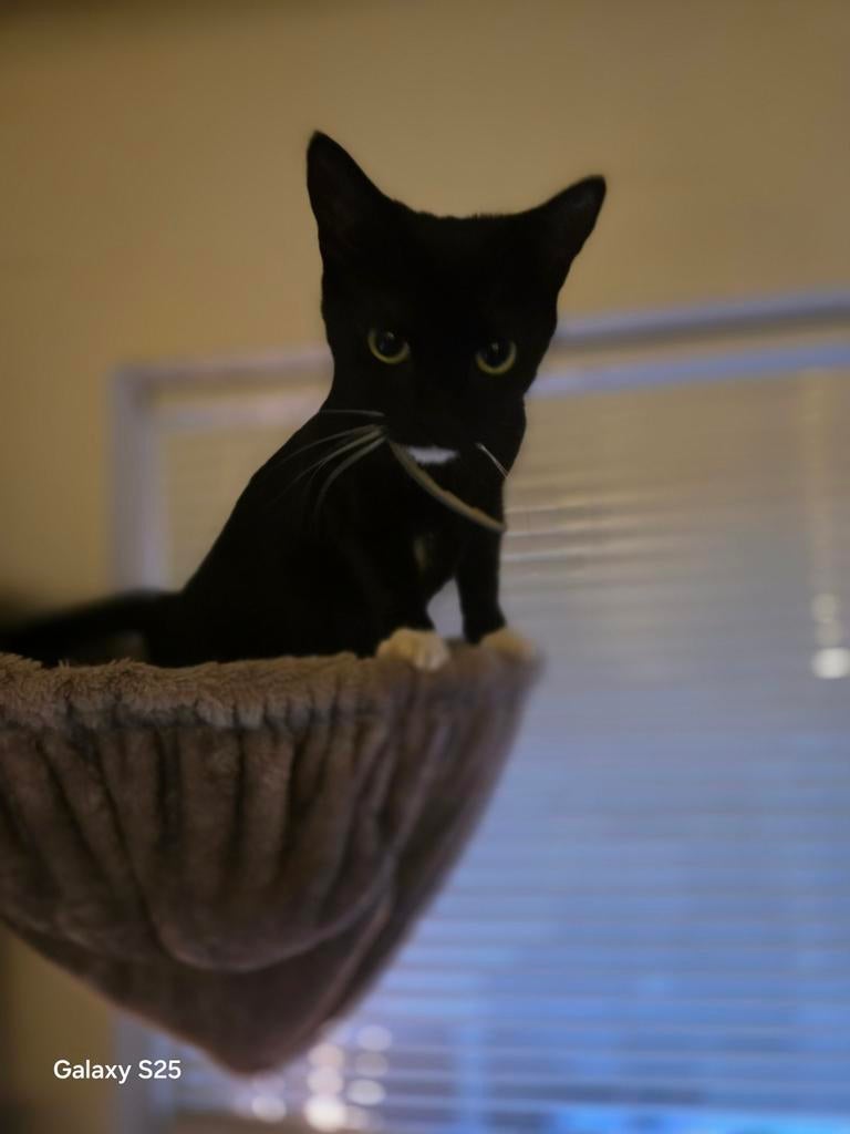 poes zie omschrijving, Dieren en Toebehoren, Poes