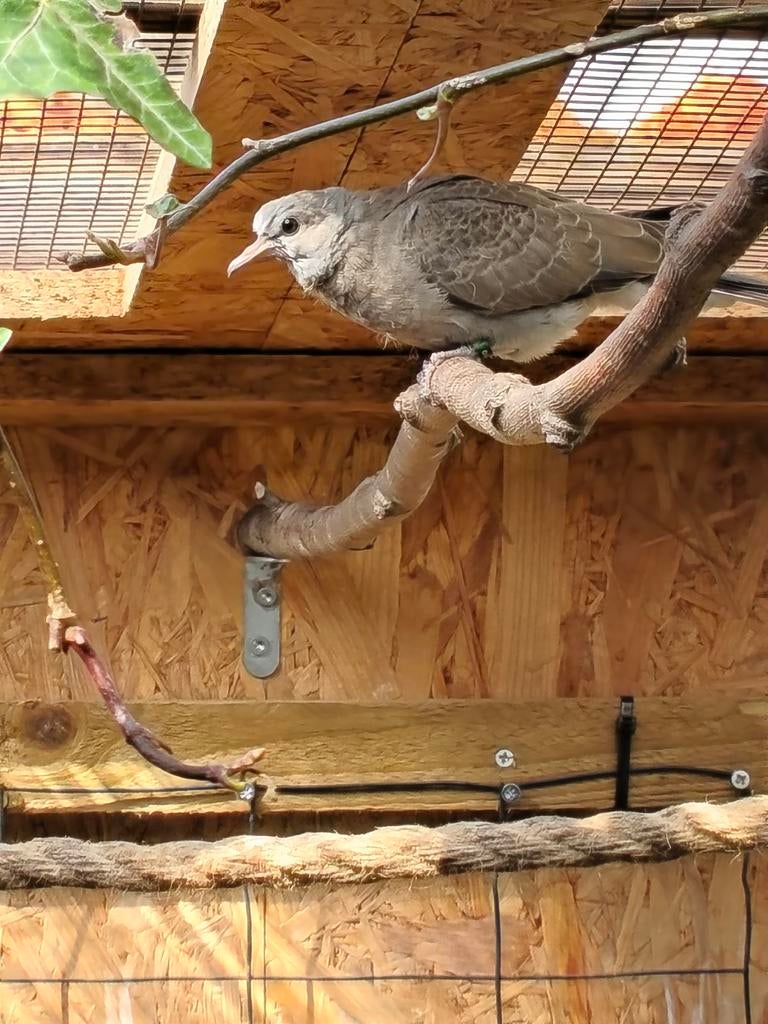 Jonge Birmatortels, Meerdere dieren