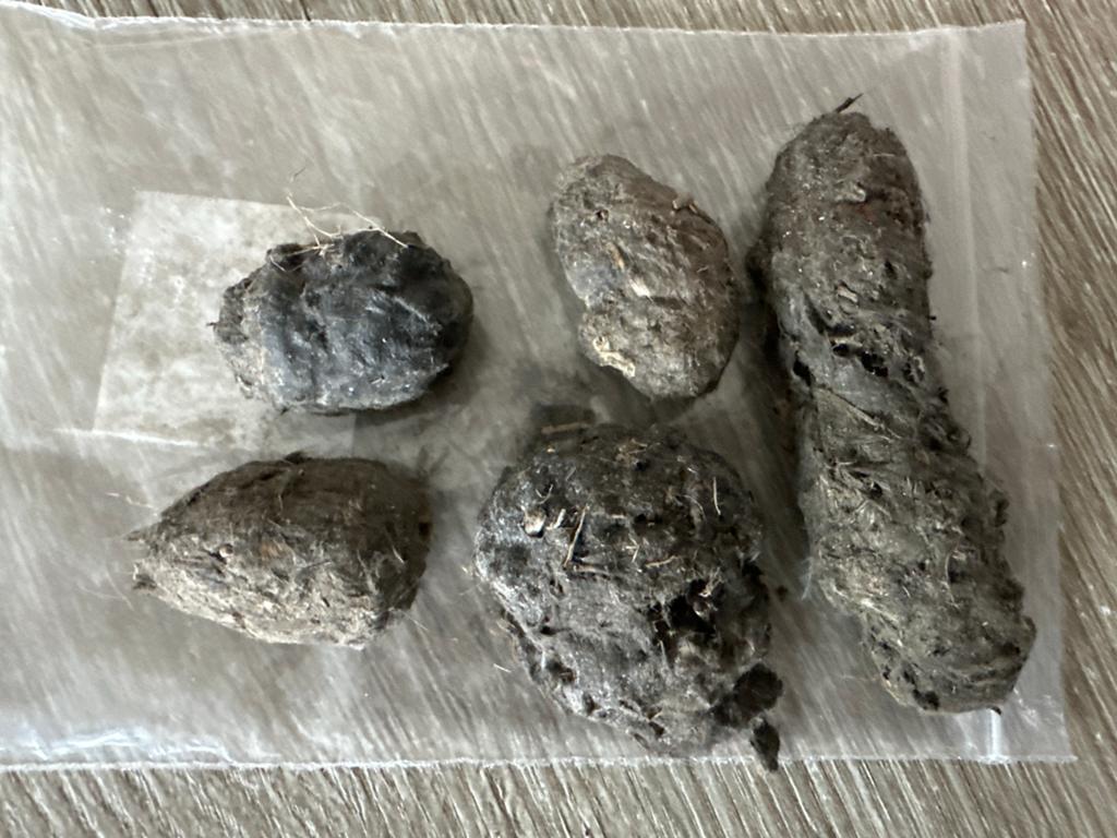 Uilenballen / braakballen van de bosuil, Dieren en Toebehoren, Ophalen of Verzenden