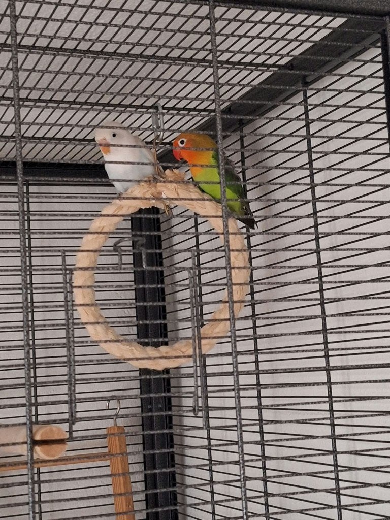 Twee jonge agapornis fischeri dwergpapegaaien Met grote kooi, Geslacht onbekend, Dwergpapegaai of Agapornis