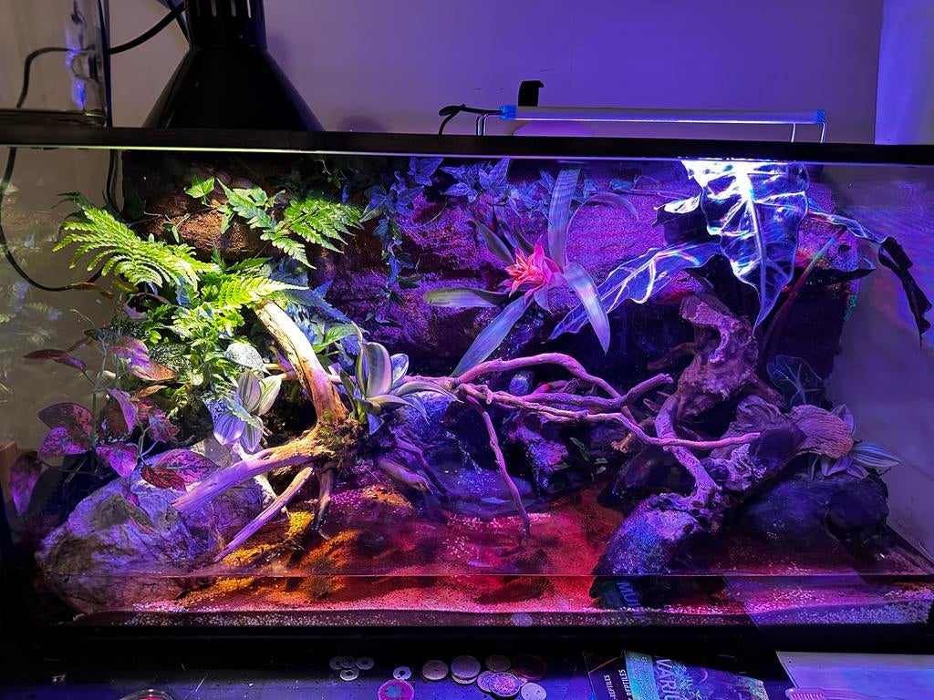 Paludarium 80x35x40, Ophalen, Zo goed als nieuw, Terrarium of Paludarium