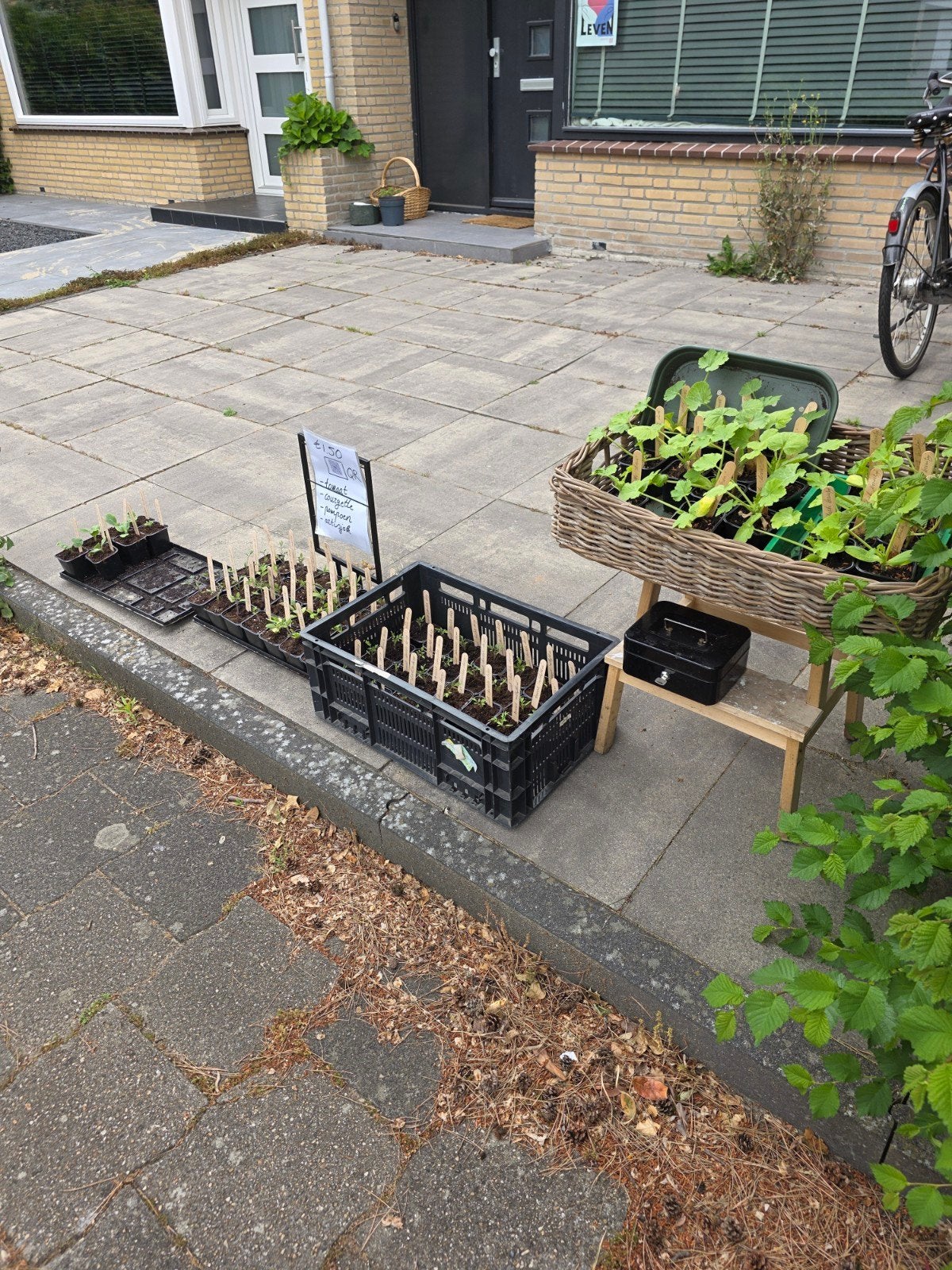 Groente plantjes! Tomaat, artisjok, courgette en pompoen, Ophalen, Eenjarig, Groenteplanten, Volle zon