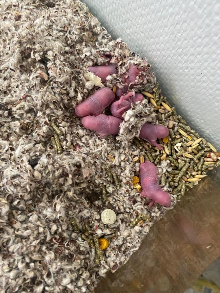 Baby rittens, Dieren en Toebehoren, Knaagdieren, Rat, April, Meerdere dieren, Tam