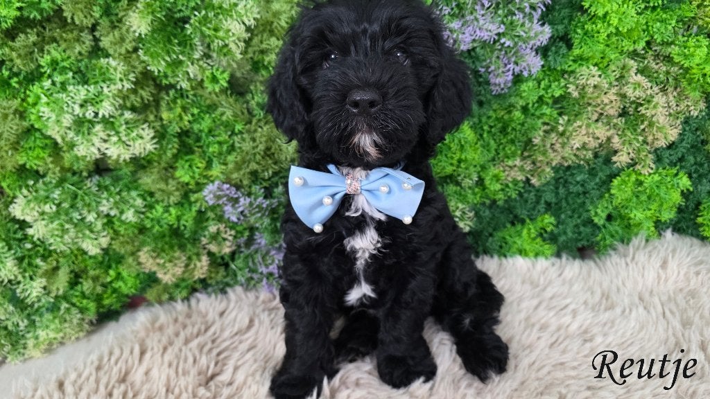 Cavapoo pups – laatste reutje beschikbaar 🐶, Dieren en Toebehoren, Parvo, Overige rassen, 8 tot 15 weken, Meerdere